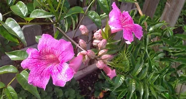 Ukanda Tecoma Plant Purple Tecoma Plant-thumb1