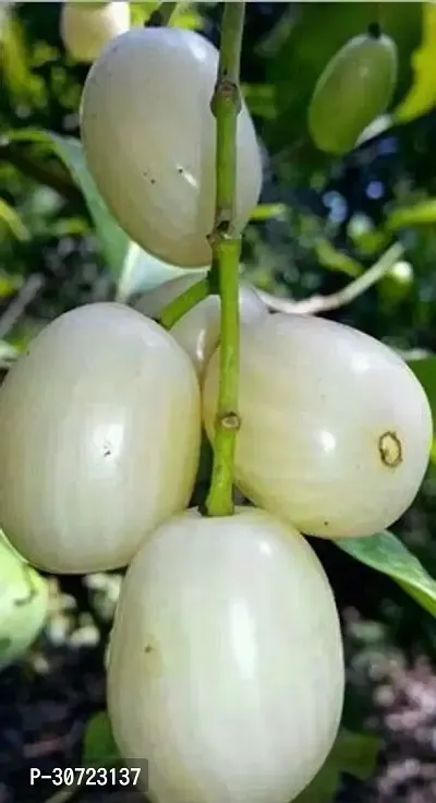 Ukanda Jamun Plant Axotic Jamun-thumb0