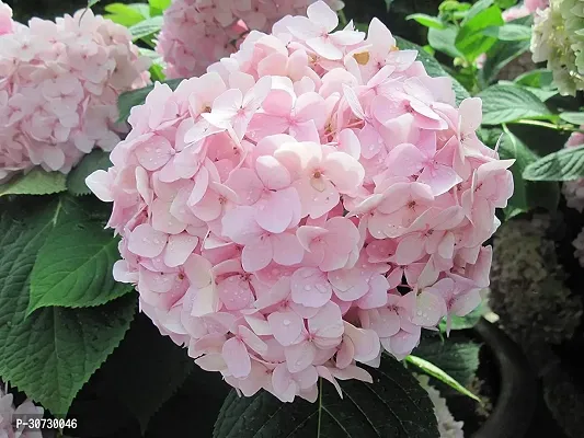 Ukanda Hydrangea Plant HYDRA41-thumb0