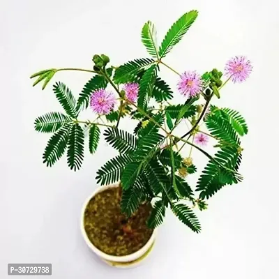 Ukanda ShamiJand Plant Shammi Flower Plant SA1-thumb0