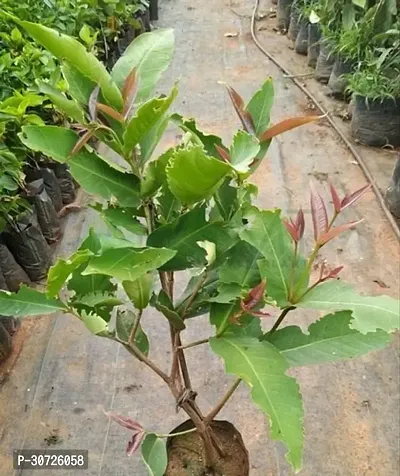 Ukanda Custard Apple Plant WatterApple_White_Plant-thumb0