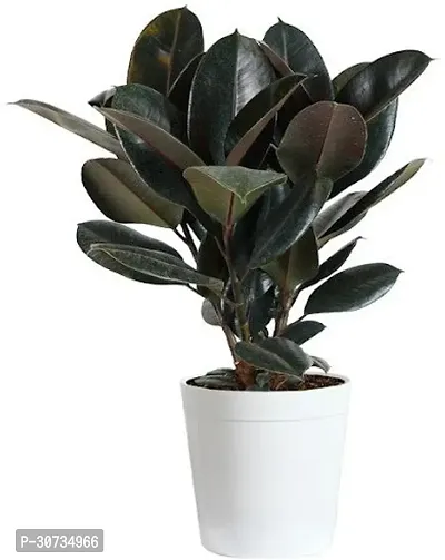 Ukanda Rubber Tree Live Rubber plant-thumb0