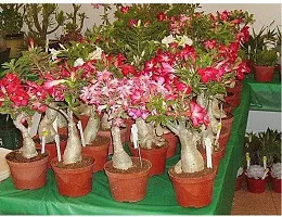 Ukanda Adenium Plant Redwingz Rose Adenium Live Plant (Grafted - 1 Live Plant) 1-2 feet-thumb2