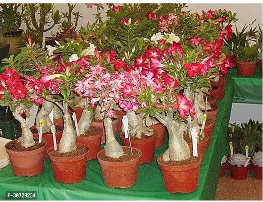 Ukanda Adenium Plant Redwingz Rose Adenium Live Plant (Grafted - 1 Live Plant) 1-2 feet-thumb3