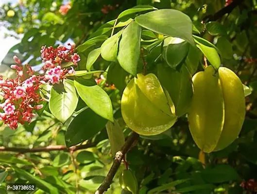 Ukanda Star Fruit Carambola Grafted Plant Star Fruit Plant A9-thumb0