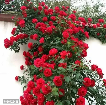 Ukanda Rose Plant RH 94-thumb0