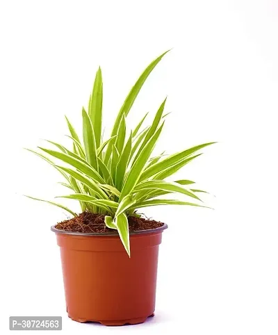 Ukanda Spider Plant PLT-034-thumb3