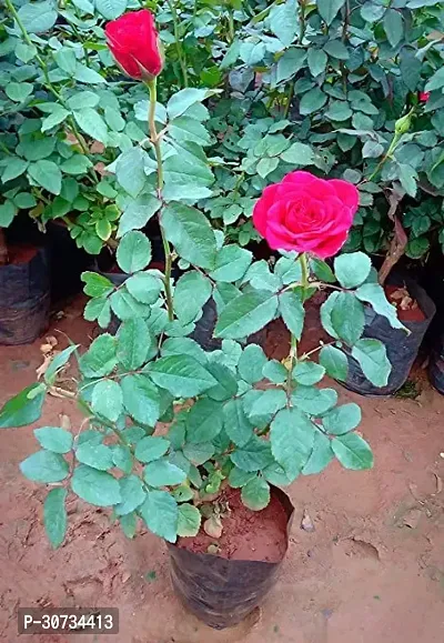 Ukanda Rose Plant rose-thumb0