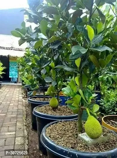 Ukanda Jack Fruit Plant JACKFRUIT LIVE PLANT PACK OF 1-thumb0