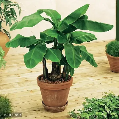 Ukanda Banana Plant HybridBanana live plant for fruiting, Gardening or devotional purpose CF17-thumb0