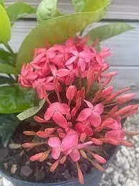 Ukanda Ixora Plant IXORA PLANT UU-thumb1