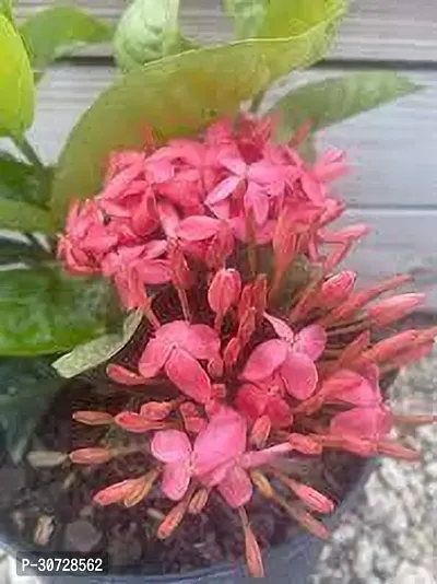 Ukanda Ixora Plant IXORA PLANT UU-thumb2