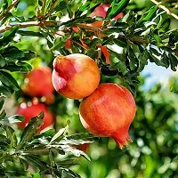 Ukanda Pomegranate Plant POMEGRANATE PLANT-thumb1