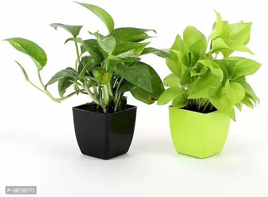 Ukanda Money Plant BG-57-thumb0