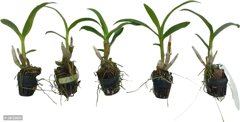 Ukanda Orchid Plant Dendrobium Orchid Live Plant Combo (5 Pieces in 5 Different Colors Subject to Availability) with 2 inch Net Pot (Seedling Size 4-6 inch)-thumb0