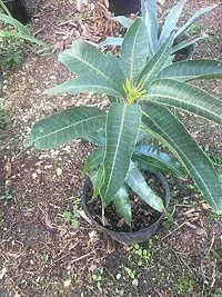 Ukanda Mango Plant Mango Plant(Hybrid, Pack of 1)-thumb1