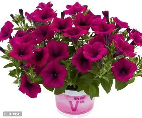 Ukanda Hibiscus Plant Petunia hybrid live plant-thumb0