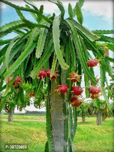 Ukanda Dragon Tree Red Dragon Fruit Sapling-thumb0