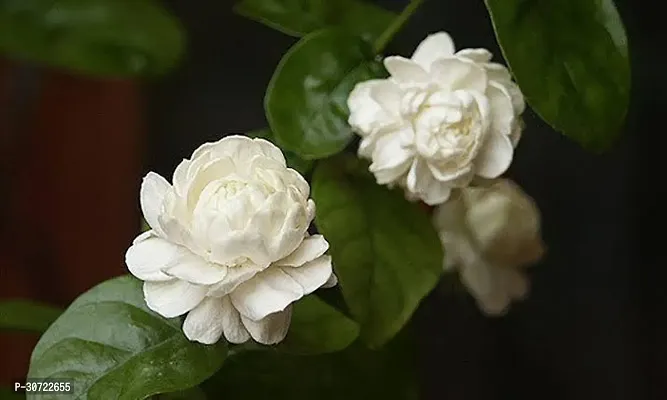 Ukanda Jasmine Plant 1K11-thumb0