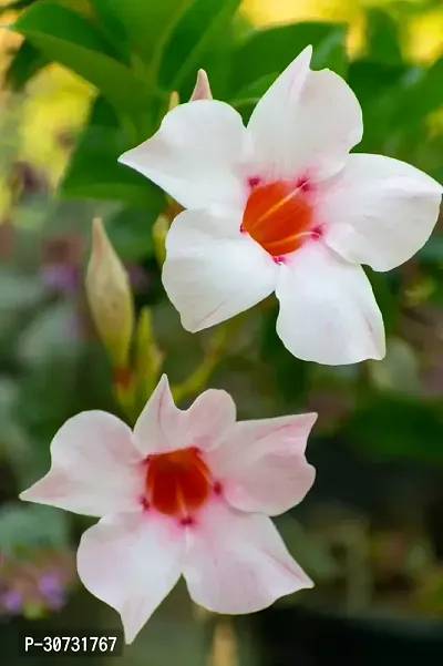 Ukanda Mandevilla Plant Mandevilla Pink White Flower Plant-thumb0