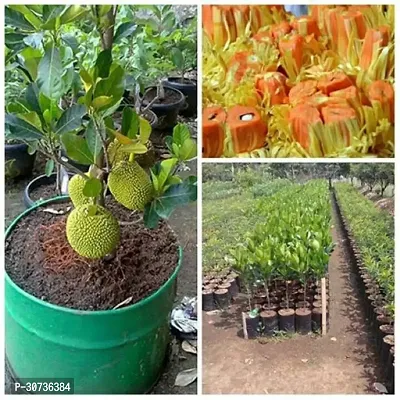 Ukanda Jackfruit Plant Jackfruit Plant-27-thumb0