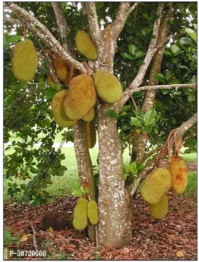 Ukanda Jack Fruit Plant Rare Jack Fruit Tree Outdoor Fruit Plant-thumb0