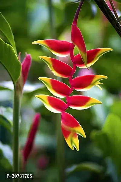 Ukanda Bird of Paradise Plant bird of paradise flower-thumb2