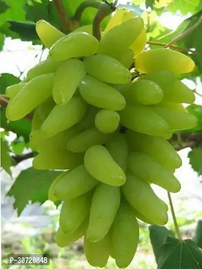 Ukanda Grapes Plant Grapes Plant-thumb3