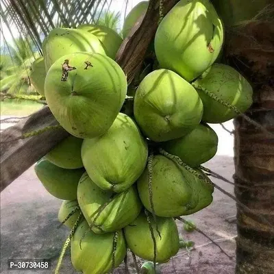 Ukanda Coconut Plant fcg01