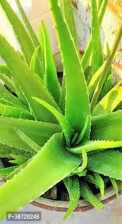 Ukanda Aloe Vera Plant Aloe Vera Plant 008