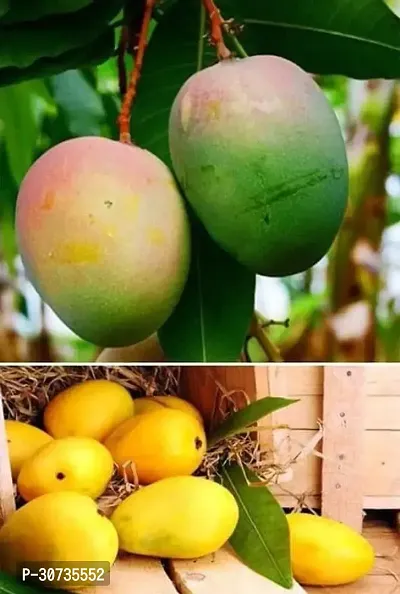 Ukanda Mango Plant GRAFTING MIYAJAKI MANGO SWEET FRUIT PLANT-thumb0