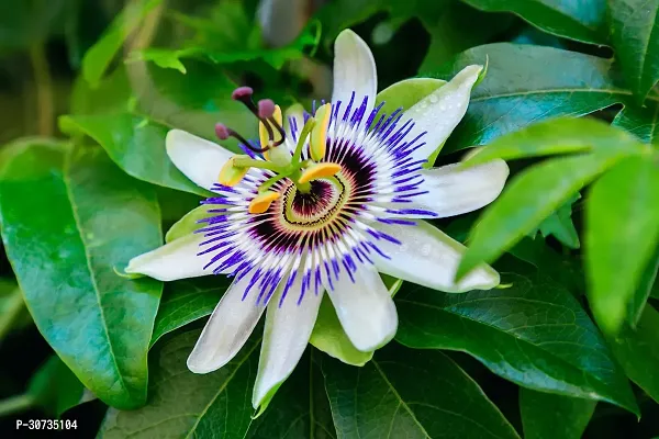 Ukanda Passion Plant passion flower Plants Cbc