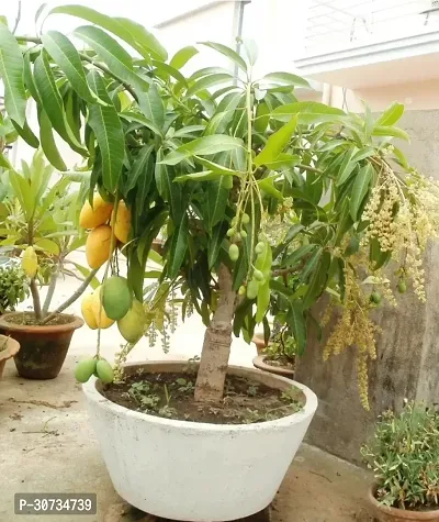 Ukanda Mango Plant 12 Month Sweet Mango PlantTree ( Grafted, Pack of 1)-thumb0