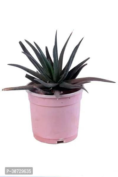 Ukanda Aloe Vera Plant Natural Aloe Black Beauty Live Rare PlantWith Pot-thumb0