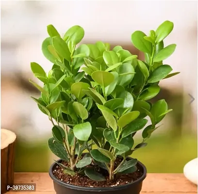 Ukanda Ficus Plant Plants 58900-thumb0