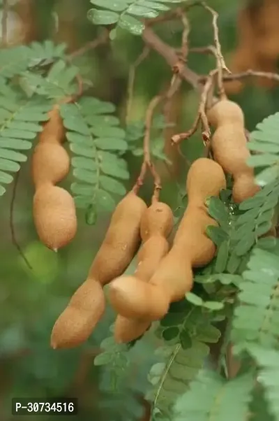 Ukanda Tamarind Plant Tamarind Plant-thumb0