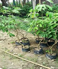 Ukanda Litchi Plant Litchi Early Bombay Variety Lychee Fruit (Air layeredGrafted) Live PlantsTree(1-1.5 Ft Size)-thumb2