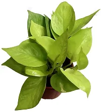 Ukanda Golden Money Plant Golden Money Plant-thumb1