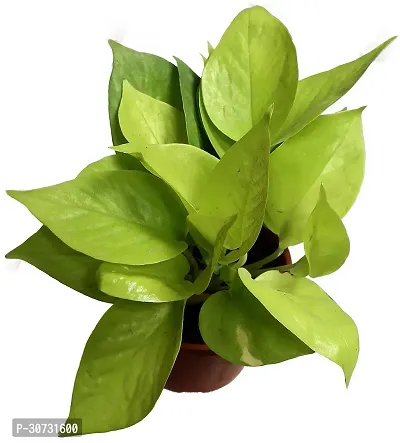 Ukanda Golden Money Plant Golden Money Plant-thumb2