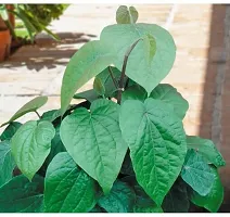 Ukanda Betel Leaf Plant pan5-thumb2