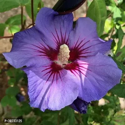 Ukanda Hibiscus Plant Hibiscus Blue Live Flower Plant Disha-220241-thumb0