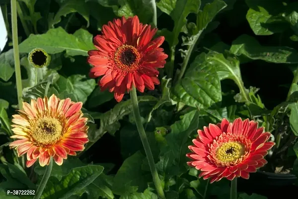 Ukanda Gerbera Plant GERBERA PLANT-Z10-thumb3