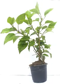 Ukanda Hibiscus Plant HebiscusGudhal Live Plant (Included Pot)-thumb2