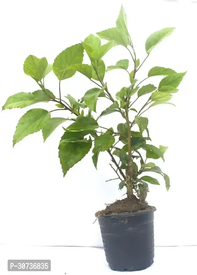 Ukanda Hibiscus Plant HebiscusGudhal Live Plant (Included Pot)-thumb3