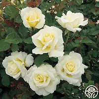 Ukanda Rose Plant PB honey t Rose Plant (White Rose)-thumb1