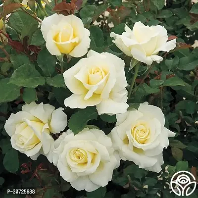 Ukanda Rose Plant PB honey t Rose Plant (White Rose)-thumb2