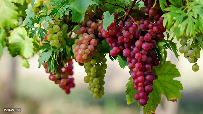 Ukanda Grapes Plant Grapes Sweet Hybrid Plant BG-31-thumb0