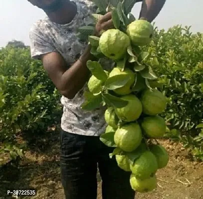 Ukanda Guava Plant Hybrid_Guava20-thumb0