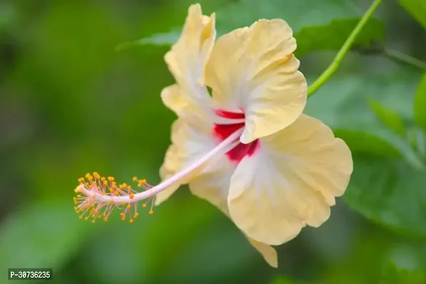 Ukanda Hibiscus Plant Hibiscus Yellow Plant CF70005-thumb0