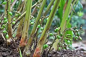 Ukanda ElaichiCardamom Plant Cardamom Elaichi plant-thumb2